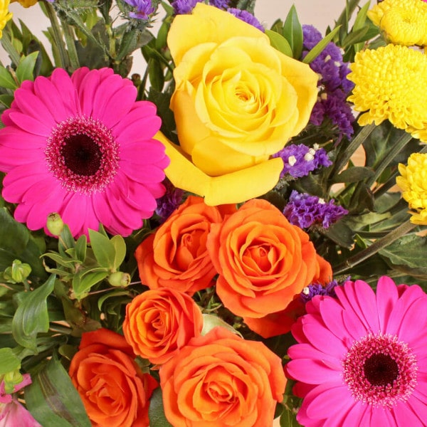 Blazing Beauty close up Blazing Beauty close up