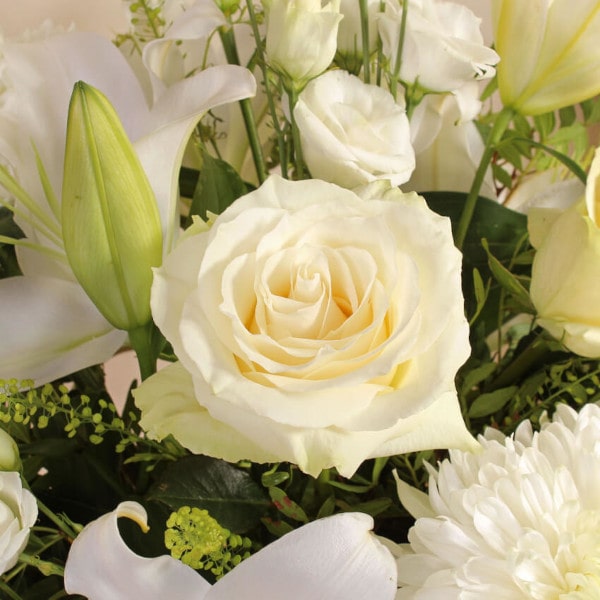 Timeless White close up Timeless White close up