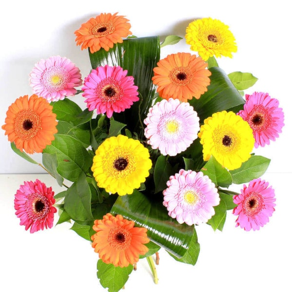 Vibrant Germinis above view Vibrant Germinis above view