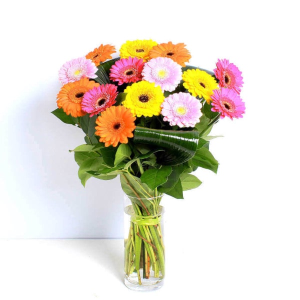 Vibrant Germinis base Vibrant Germinis base