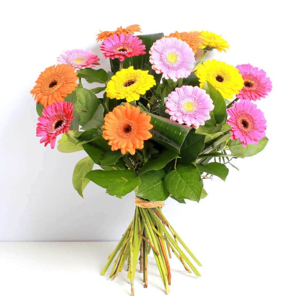 Vibrant Germinis Vibrant Germinis