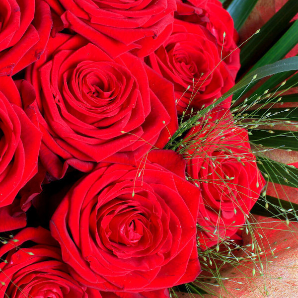 luxury two dozen red roses4 luxury two dozen red roses4